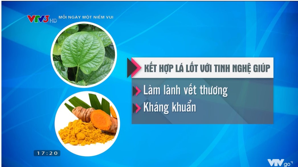 Y học hiện đại sử dụng lá lốt trong chữa trĩ như thế nào? 1