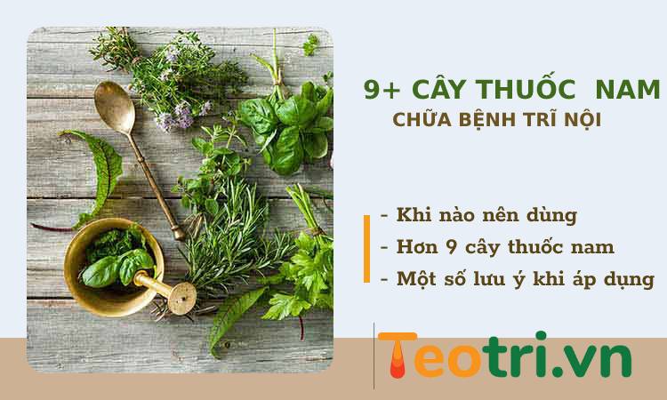 10+ cây thuốc nam chữa bệnh trĩ nội và cách sử dụng đúng