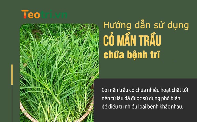 Hướng dẫn sử dụng cỏ mần trầu chữa bệnh trĩ 1