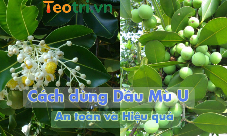 Dầu mù u trị trĩ như thế nào, cần lưu ý điều gì?